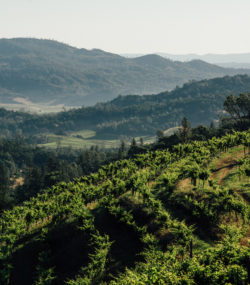 Ink Grade Howell Mountain Vineyard terraces with mountains in distance, color