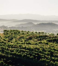 Ink Grade Howell Mountain Vineyard terraces with misty mountains in distance, color
