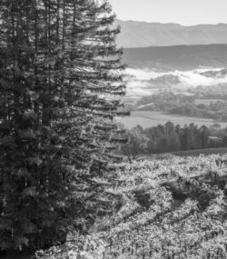 Redwood trees and Ink Grade vineyards in foreground, misty mountains in background, black and white