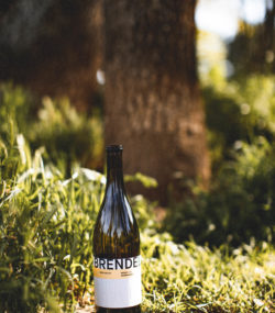 Brendel Noble One Chardonnay on ground in front of tree