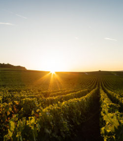 Legras et Haas Chouilly vineyard at sunset