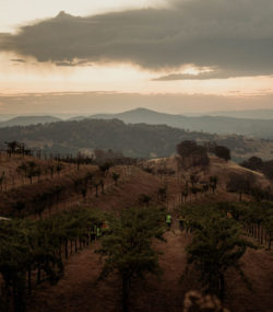 Ink Grade VIneyards with misty mountains in the background at sunrise, color, harvest 2022