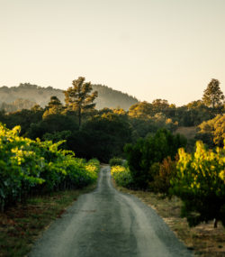 Martha's vineyard road