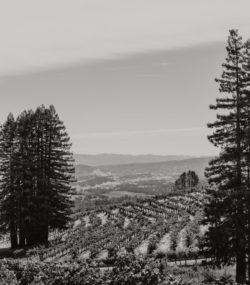 Redwood Trees and Ink Grade vineyard terraces, black and white