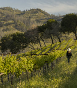 Meghan Zobeck walking away from camera in vineyard