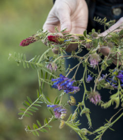 Hands holding flowers from Burgess pollinator garden