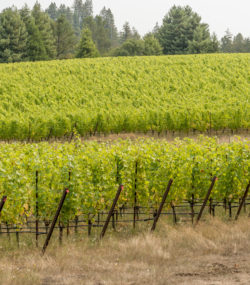 Matt Taylor Wines Vineyards in West Sonoma Coast AVA