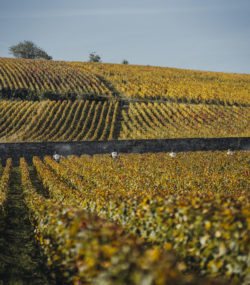 Domaine de Montille vineyards in autumn