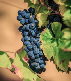 Close up of pinot noir grapes