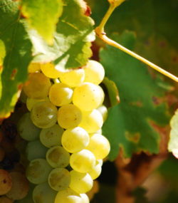 Close up of sauvignon blanc grapes