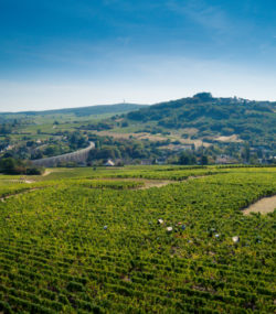 Domaine Roc de l'Abbaye vineyards