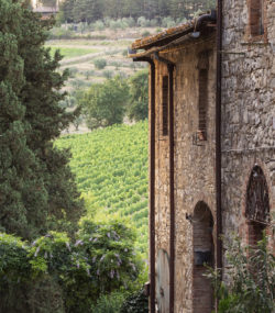 Castello di fonterutoli alleyway looking over vineyards