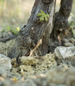 Castello di fonterutoli soil and vine root