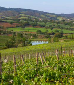 Belguardo vineyards in foreground with small pond in middle and hills in background, blue sky
