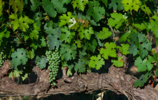 Belguardo grape leaves and small green grapes over vine