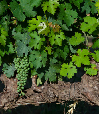 Belguardo grape leaves and small green grapes over vine
