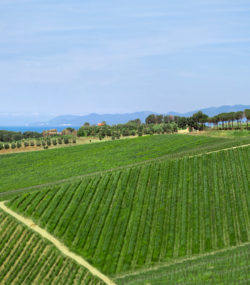 Belguardo Maremma estate vineyards with small house in background, blue sky