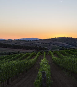 Belguardo vineyard rows at sunset