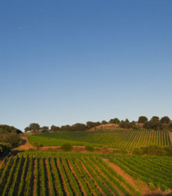 Belguardo Maremma vineyards with moon rising in blue sky