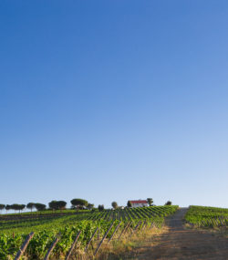 Belguardo Maremma estate vineyards with line of trees, small house and blue skies