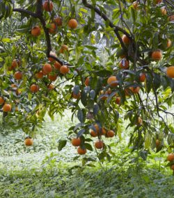 Orange trees with ripe fruit