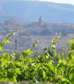 Zisola vines in foreground with town in background