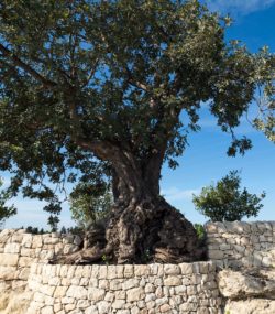 Tree surrounded by white stone wall