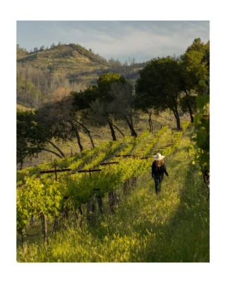 Introducing Crystal Springs, Napa Valley's newest AVA! Nestled below Howell Mountain and shaped by the cooling influence of maritime fog, this region is home to some of Napa’s most complex and aromatic wines. We're proud to have Sorenson Vineyard at Burgess Cellars recognized within this historic designation—continuing a legacy that’s nearly a century in the making.

In addition to our auction lot, @burgesscellar is participating in a trade-only celebration of the new Crystal Springs AVA as part of Premiere Napa Valley. Join us next week on February 19th, 2025, from 2-4pm at Dana Estates for an exclusive tasting event to celebrate the newly designated Crystal Springs of Napa Valley AVA and raise a glass to the future of this dynamic region.

Link in bio for the full article.