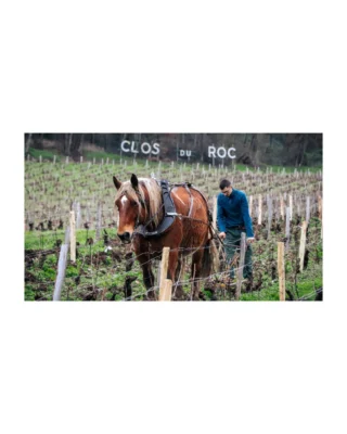 Next up in our Spring Icon Offering series: @domaine_rocdelabbaye, a historic family estate nestled in the village of Saint-Satur at the heart of Sancerre. 

This release features two standout Sauvignon Blancs from the 2023 vintage. L’Antique is crafted from old-vine parcels planted in white and black flint, combining stainless steel and oak aging for layered texture and age-worthy structure. Le Roc is sourced from the estate’s monopole Clos du Roc, a south-facing single vineyard known for its pure Silex soils - yielding a wine of striking elegance, balance, and flinty minerality.

Explore the link in our bio to discover the full lineup of our Spring Icon Offering wines and learn more about this incredible estate.