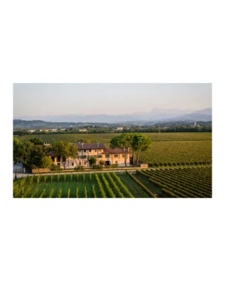 Next up in our icon spotlight series, we head to Italy’s northeastern edge, Friuli-Venezia Giulia, where hillside vineyards, sea breezes, and ancient ponca soils define the wines of Tenuta Borgo Conventi.

The 2021 Luna di Ponca is the estate’s flagship white: a structured, mineral-driven blend of Friulano, Chardonnay, and Malvasia that showcases the texture and elegance Collio is known for. A serious white from one of Italy’s premier regions. Explore more about Borgo Conventi through the link in bio as we continue to highlight our Spring Icon Offering wines.