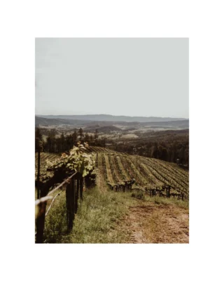 We are excited to share our upcoming events for June! On June 7, @chateau_lascombes will be featured at the Decanter Fine Wine Encounter in New York, highlighting exceptional producers from around the world.

We’ll be in New York for James Suckling Great Wines of the World on June 11–12, featuring wines from @heitzcellar, @inkgradeestate, @champagnelegrasandhaas, @marchesimazzei, @champagne_philipponnat, and @pertimalisassetti.

Later this month, join @villasandi at the Food & Wine Classic in Aspen, June 20-22, for a premier weekend celebrating wine, food, and the start of summer in the Rockies. We look forward to connecting - tap the link in our bio to stay updated on all upcoming events.