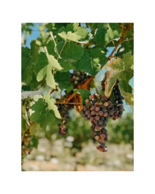The month of July always feels like a deep breath in Napa. Across our @lawrencewineestates vineyards, our teams are hard at work thinning excess shoots and fruit, updating yield estimates, and closely monitoring the early signs of veraison - when grape berries begin to soften and transition in color, marking the start of ripening. We’re now seeing veraison across both red and white varieties, a key milestone that signals harvest is on the horizon.

With recent temperatures settling into the 70s and 80s after an early summer heat wave, we’re expecting a steady, balanced ripening period. All signs point toward a mid- to late-August start to harvest. We’re so thankful for our hardworking team who make it all possible. Stay tuned - Harvest 2025 is just around the corner.