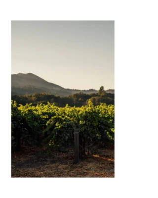 There’s no better way to celebrate late summer than with a glass of our @heitzcellar Quartz Creek Chardonnay. Known for its bright acidity, elegant fruit notes, and balanced texture, this Chardonnay showcases the unique character of the Quartz Creek Vineyard. Whether you’re enjoying it with a fresh summer meal or simply savoring a quiet moment, it’s a great expression of site-driven, thoughtfully crafted Napa Valley Chardonnay.

Link in bio to learn more about Heitz Cellar.