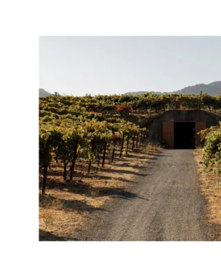 @haynesvineyardnapa is a benchmark site in Coombsville, where old vines, rare soils, and meticulous winemaking come together to create wines of remarkable precision and character. As a place on earth, it has a quiet beauty that is almost mystical in quality.

This week’s Icon Spotlight features the 2022 Forgeron Pinot Noir, crafted from 1968 vines with whole-cluster fermentation and minimal new oak, delivering old-vine concentration and elegance. Alongside it, the 2022 Forgeron Syrah offers a pure, terroir-driven expression, naturally fermented and aged in large neutral foudres for rich texture and depth. Together, these wines capture the grace, power, and legacy of Haynes Vineyard.

Discover these exceptional wines and experience the story of Haynes for yourself. Link in bio.