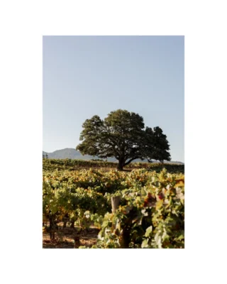 The 2026 Fall Icon Offering turns to the United States, featuring exceptional wines from @haynesvineyardnapa @heitzcellar @inkgradeestate and @racineswine.

In Napa Valley, @haynesvineyardnapa historic Coombsville site is home to some of the valley’s oldest Chardonnay and Pinot Noir vines, producing wines that reflect the cool, volcanic character of the vineyard.

@heitzcellar brings its deep history and connection to some of Napa Valley’s most distinguished vineyards to the offering with the Legacy Collection, a selection of three historic Cabernet Sauvignon bottlings from Martha’s Vineyard and Bella Oaks Vineyard, spanning the 1989, 1992, and 2010 vintages.

From Howell Mountain, @inkgradeestate high-elevation estate is farmed organically and biodynamically, with its 2019 Howell Mountain Cabernet Sauvignon sourced from the estate’s highest-elevation parcels.

In Sta. Rita Hills, @racineswine brings together the perspectives of Burgundy and California, with terroir-driven Pinot Noir and Chardonnay, including the Grand Reserve Chardonnay Sparkling Extra Brut, a traditional-method Blanc de Blancs aged 30 months on lees. Together, these wines showcase the diversity of American winegrowing, from historic Napa Valley vineyards and beautifully aged Cabernet Sauvignon to the cool-climate expressions of Sta. Rita Hills. Explore the wines featured in the 2026 Fall Icon Offering. Link in bio to learn more.