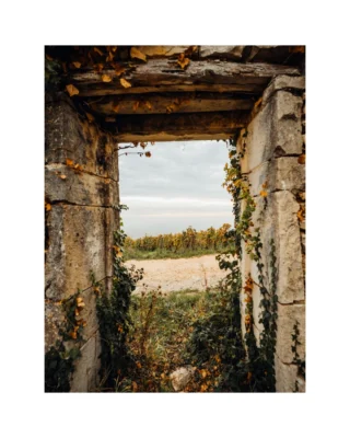 The 2026 Fall Icon Offering continues to France, bringing together distinctive selections from @chateau_lascombes @domainedemontille @legras_haas and @champagne_philipponnat .

In Margaux, Château Lascombes enters a new chapter with its 2023 Grand Vin, alongside La Côte – Lascombes, a single-terroir Merlot from a distinctive clay-limestone parcel. Together, the wines offer a look at the estate’s evolving expression of Margaux and its distinctive vineyard sites. 

With family winemaking roots in Burgundy dating to 1750, Domaine de Montille is known for its terroir-driven wines and distinguished premier and grand cru vineyards. The 2023 offering includes Beaune Les Grèves, Pommard Les Rugiens-Bas, Volnay Les Mitans and Les Taillepieds, Corton Clos du Roi, and Vosne-Romanée Aux Malconsorts. 

From Champagne’s Côte des Blancs, Legras & Haas showcases 100% estate-grown Blanc de Blancs Grand Cru from Chouilly. The offering features the 2018 Blanc de Blancs Grand Cru Millésime and 2008 Blanc de Blancs Grand Cru Millésime LTS, highlighting the house’s focus on Chardonnay and the character of its Grand Cru vineyards. 

Also from Champagne, Philipponnat brings more than 500 years of family winemaking history and a deep connection to Pinot Noir. The offering includes coveted new releases Le Léon, a historic single-vineyard in Aÿ since 1522, alongside Clos des Goisses Juste Rosé, the source of Champagne’s first single-vineyard wine. 

Explore the 2026 Fall Icon Offering and discover these exceptional wines from Bordeaux, Burgundy, and Champagne. Link in bio to learn more.