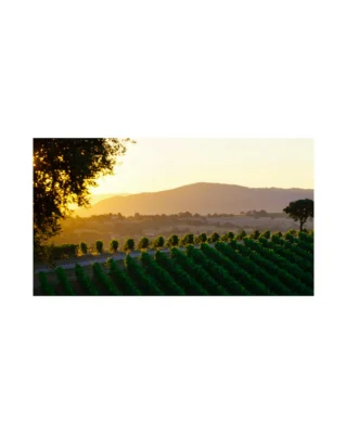 The 2026 Fall Icon Offering continues to Italy, bringing together distinctive selections from Belguardo, Boscarelli, Cà Romé, Mazzei, and Villa Sandi. From Tuscany’s coastal Maremma, @belguardo_winery showcases the 2023 “V” Vermentino Superiore, a prestige white wine crafted for complexity and extended aging. Through carefully selected clones, distinctive vineyard sites, and a multistage winemaking process, the wine reflects the estate’s commitment to expressing the character of its unique terroir. 

In Montepulciano, Boscarelli continues its family tradition of elevating Vino Nobile through expressive, terroir-driven wines. The offering features the 2022 Vino Nobile di Montepulciano Riserva DOCG and 2022 Il Nocio Vino Nobile di Montepulciano DOCG, showcasing the elegance, complexity, and aging potential of Sangiovese, alongside the traditional 2017 Vin Santo di Montepulciano DOC, aged for six to seven years in small oak barrels. 

In Piedmont, @carome.winery brings generations of family winemaking to the renowned appellations of Barbaresco and Barolo. Founded by Romano Marengo in 1980 and now led by his children, the estate honors traditional winemaking methods and the distinctive character of its vineyards. The offering features the 2018 Barolo Cerretta DOCG and 2018 Barolo Rapet DOCG, two single-vineyard expressions of Nebbiolo from Serralunga d’Alba with remarkable structure and aging potential. 

With family winemaking roots dating to 1435, @marchesimazzei has spent more than six centuries shaping the identity of Chianti Classico. Across its diverse vineyard sites in Fonterutoli, the family balances tradition with innovation to craft wines of aromatic richness, complexity, and precision. The offering includes the 2022 Castello Fonterutoli Chianti Classico Gran Selezione DOCG, 2022 Badiòla Chianti Classico Gran Selezione DOCG, 2019 Vicoregio 36, 2023 Concerto di Fonterutoli, and the 2022 Siepi Anniversary, celebrating 30 years of this iconic Super Tuscan.

From the heart of Veneto, @villasandi celebrates the heritage of Prosecco through a commitment to family tradition, sustainable viticulture, and exceptional vineyard expression. Housed in a historic Pall